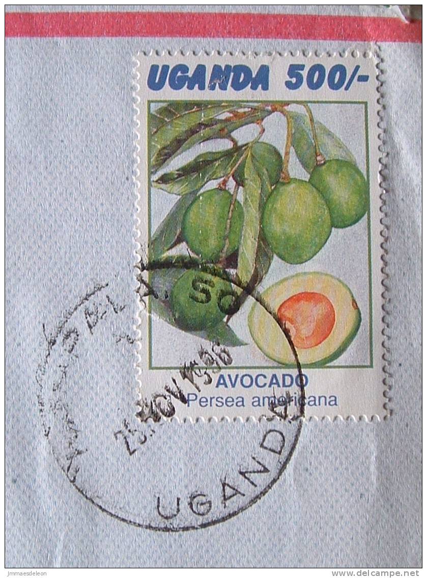 Uganda 1997 Cover To Derby England UK - Fruit Aguacate Tree Persea - Ouganda (1962-...)