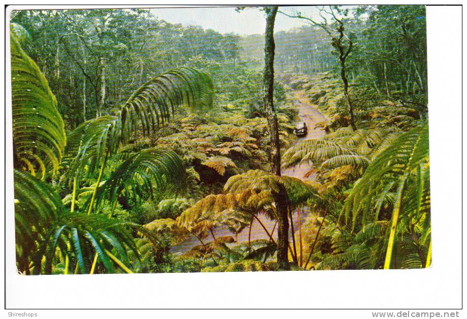 Fern Forest National Forest Hawaii - Big Island Of Hawaii