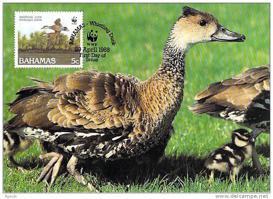 BAHAMAS   WWF CARTE MAXIMUM NUM.YVERT  659  PROTECTION DE LA NATURE    CANARD SIFFLEUR - Cartes-maximum