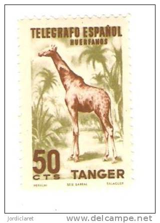 TANGER                    D - Giraffes