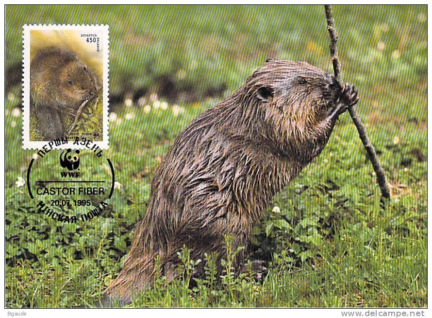 BIELORUSSIE      WWF CARTE MAXIMUM NUM.YVERT 99  PROTECTION DE LA NATURE  CASTOR - Cartes-maximum