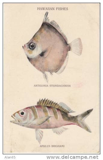 Hawaiian FIshes, #147 Tropical Fish Art,  C1900s/10s Vintage Postcard - Other & Unclassified