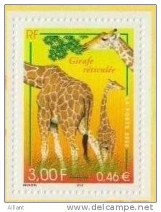 France. Girafe ** - Giraffes