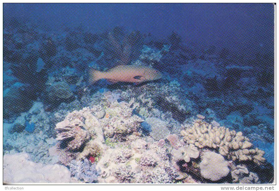 Maurice,Mauritius,ile Océan Indien,Archipel Des Mascareignes,Mérou,poisso N,beau Timbre Voir Scan - Maurice