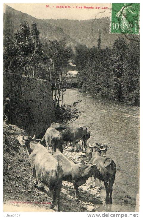 MENDE (48) Bord Du Lot Troupeau De Vaches Beau Plan - Mende