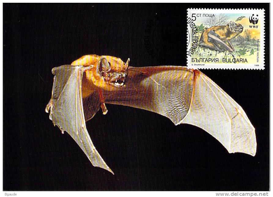 BULGARIE      WWF CARTE MAXIMUM NUM.YVERT 3231  PROTECTION DE LA NATURE CHAUVE SOURIS - Maximumkarten