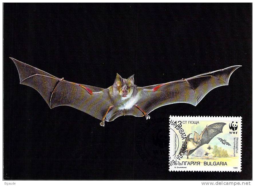 BULGARIE      WWF CARTE MAXIMUM NUM.YVERT 3232  PROTECTION DE LA NATURE CHAUVE SOURIS - Maximumkarten