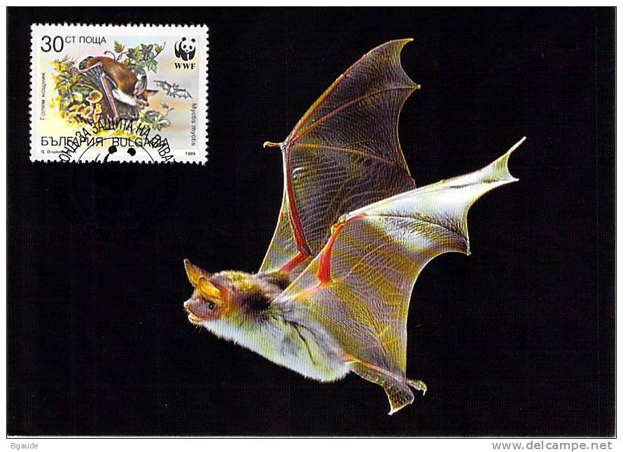 BULGARIE      WWF CARTE MAXIMUM NUM.YVERT 3233  PROTECTION DE LA NATURE CHAUVE SOURIS - Maximumkarten