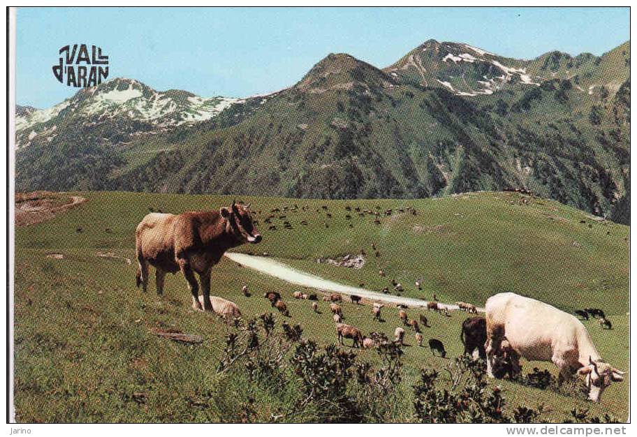 Spanien-Perejil, Vall D'Aran, Pla De Beret, Kühe-Vaches-Vacas,  Gelaufen Nein - Perejil