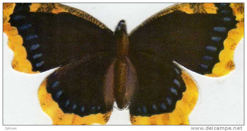 N° 30 - Biscottes  PARE  -  Papillon Vaneese  Morio - Dieren