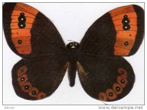 N° 5 - Biscottes  PARE  -  Papillon Satyre Evias - Dieren