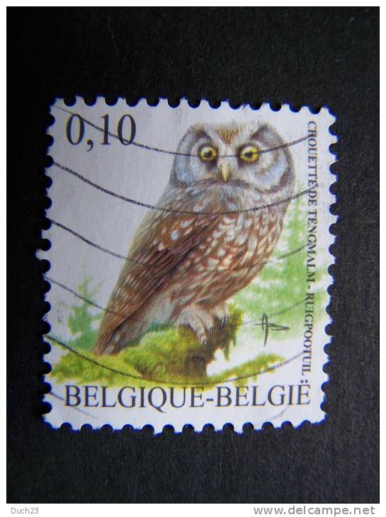 THEME ANIMAUX FAUNE OISEAU CHOUETTE DE TENGMALM BELGIQUE BELGIE - Gufi E Civette