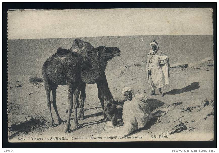 466  -  Désert Du SAHARA  --  Chamelier Faisant Manger Les Chameaux - Westelijke Sahara