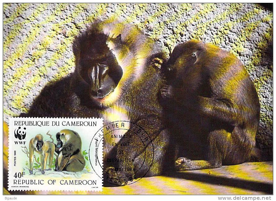 CAMEROUN    WWF CARTE MAXIMUM NUM.YVERT  823  PROTECTION DE LA NATURE SINGE BABOUIN - Maximum Cards