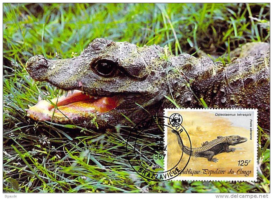 CONGO  WWF CARTE MAXIMUM NUM.YVERT  PA 363  PROTECTION DE LA NATURE  CROCODILES - Cartes-maximum