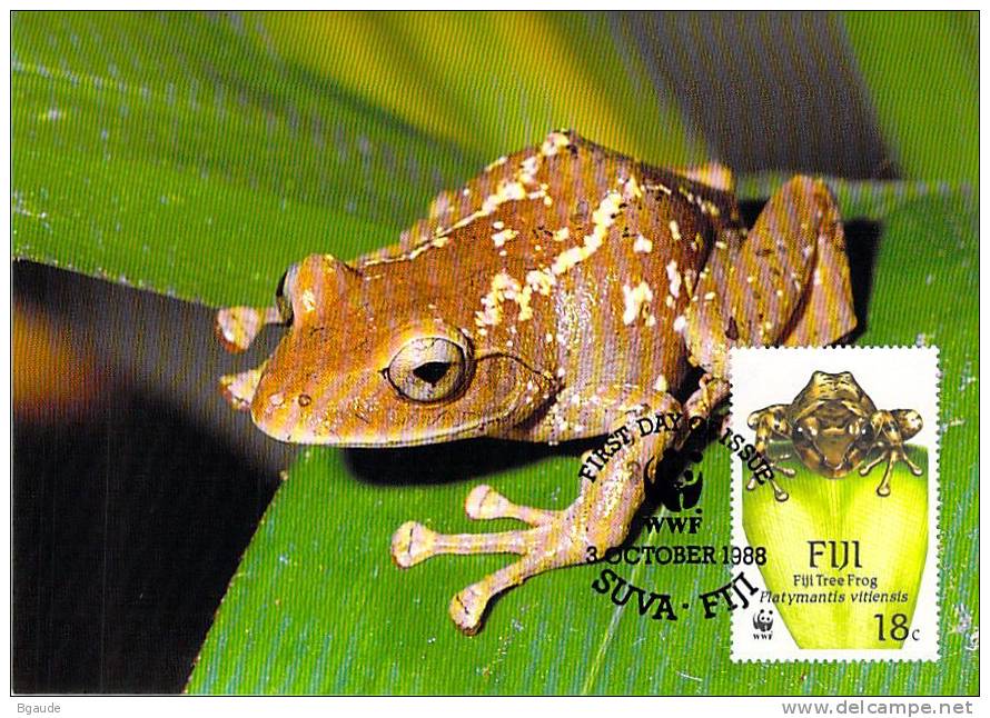 FIDJI   WWF CARTE MAXIMUM NUM.YVERT  587  PROTECTION DE LA NATURE GRENOUILLE ARBORICOLE - Cartes-maximum