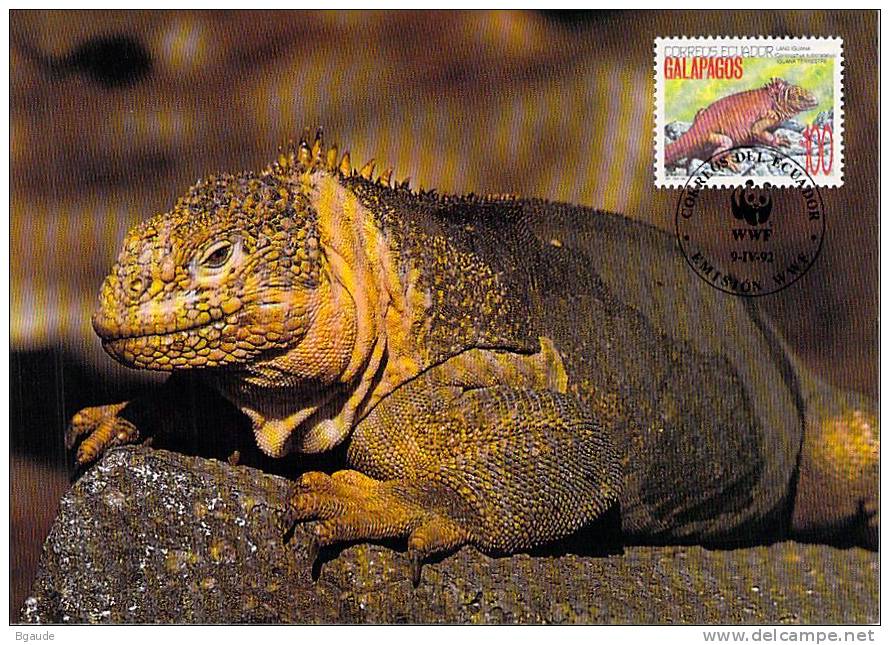 EQUATEUR GALAPAGOS   WWF CARTE MAXIMUM NUM.YVERT 1241   ANNEE 1992  PROTECTION DE LA NATURE IGUANE - Maximumkarten