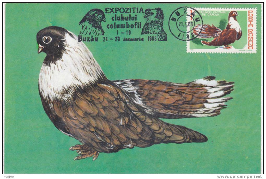 Bird Pigeon 1981 Rare,CM,maxicard, Cartes Maximum, Romania. - Palomas, Tórtolas