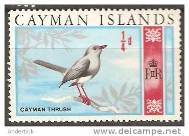 Cayman, Cayman Thrush BIRD, Pajaro, MINT - Kaimaninseln