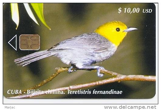 < Cuba - Oiseau - Bijirita Chillina - Cuba