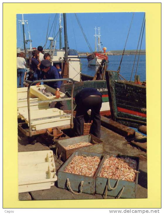 LE GUILVINEC - LECHIAGAT (Sud-Finistère)  L' Arrivage Des Langoustines - Guilvinec