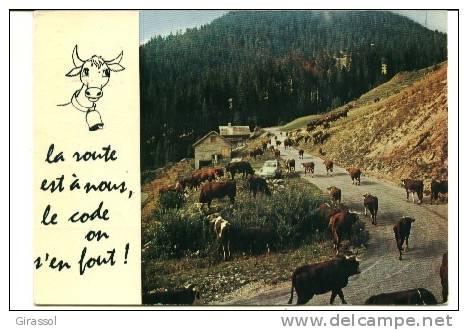 CPSM VACHES Au Bord De La Route Montagne 1984 - Vaches