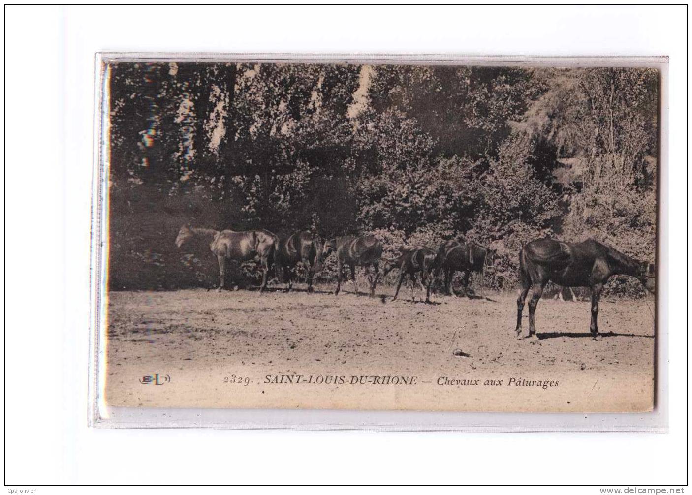 13 ST LOUIS DU RHONE Chevaux Aux Paturages, Manade, Camargue, Ed ELD 2329, 191? - Saint-Louis-du-Rhône