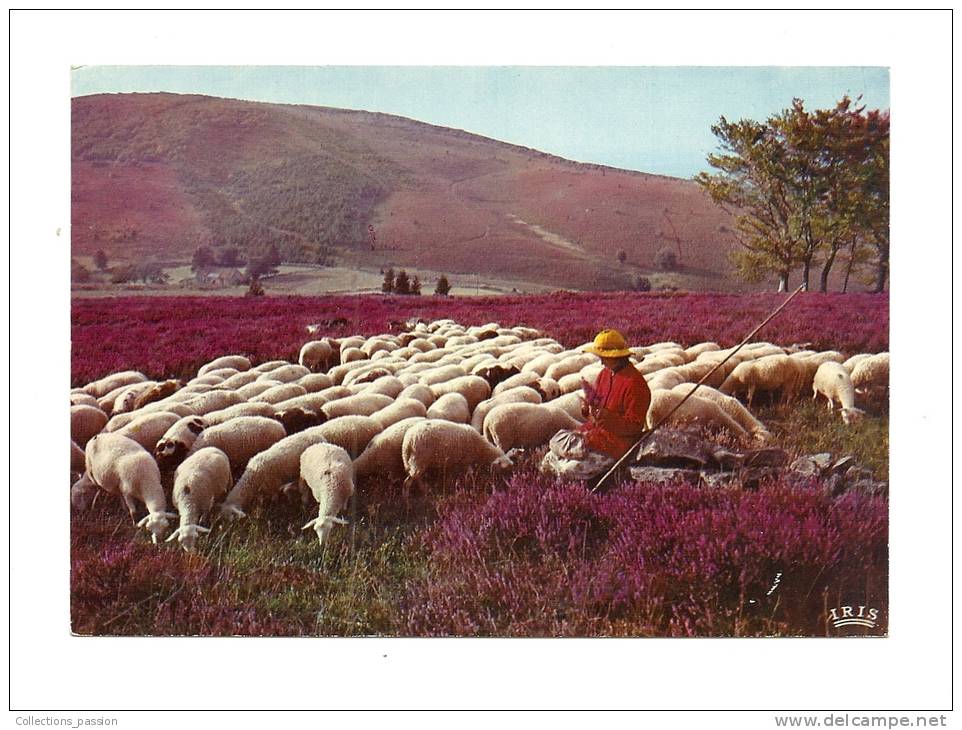 Cp, Limousin, Les Monedières - Bergère Et Moutons - Limousin