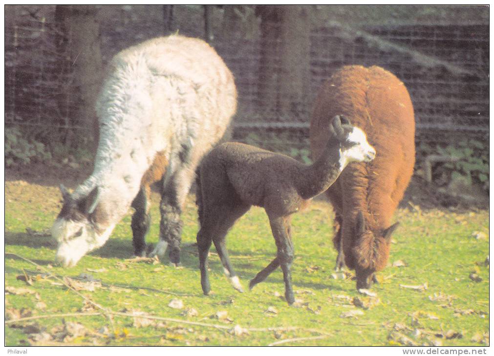ZOO De Servion : Maman Alpaca Avec Sa Grande Fille Et Son Jeune Fils - Lions