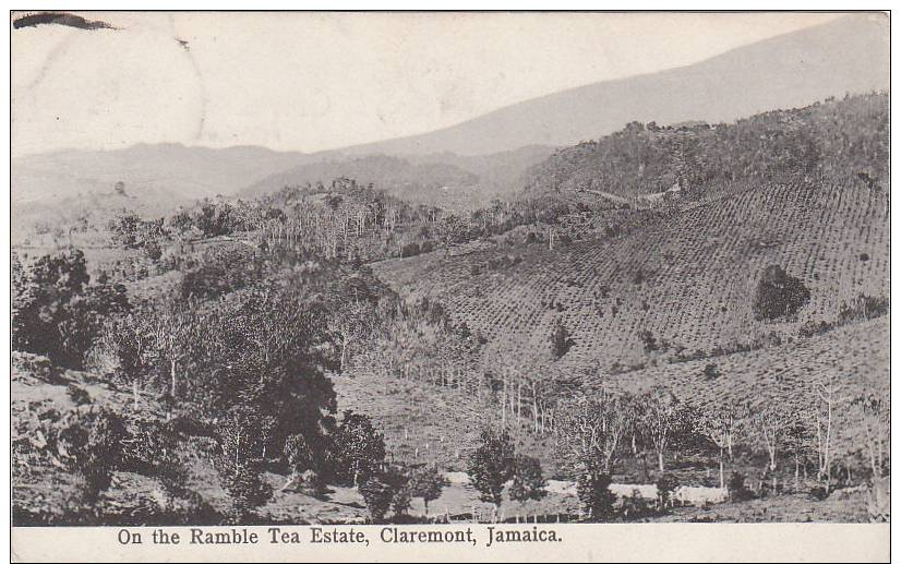 On The Ramble Tea Estate Claremont Jamaica - Jamaïque