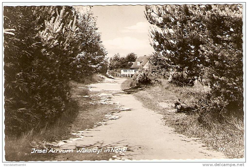 AK Insel Amrum Waldidyll In Nebel -3. 7. 64. -19 2279 NEBEL Nordseebad Auf Amrum Strand-Wald-Dünen Leuchtturm Nach Hambu - Nordfriesland