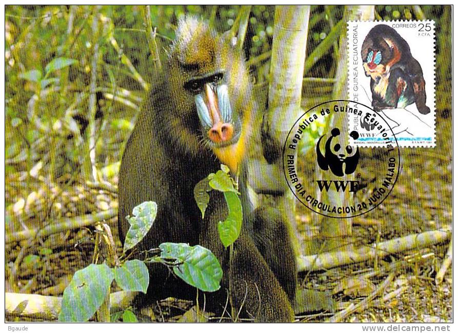 GUINEE  EQUATORIALE   WWF CARTE MAXIMUM NUM.YVERT  274  PROTECTION DE LA NATURE  SINGE MANDRILL - Cartes-maximum