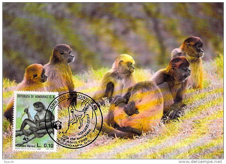 HONDURAS    WWF CARTE MAXIMUM NUM.YVERT  744  PROTECTION DE LA NATURE  SINGE GEOFFROY - Maximum Cards