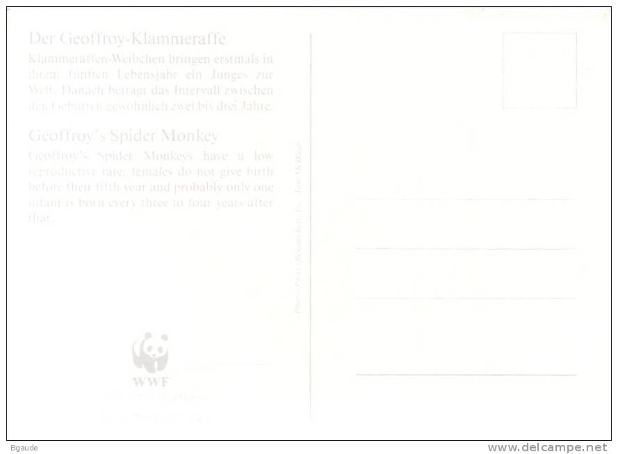 HONDURAS    WWF CARTE MAXIMUM NUM.YVERT  745  PROTECTION DE LA NATURE  SINGE GEOFFROY - Maximum Cards