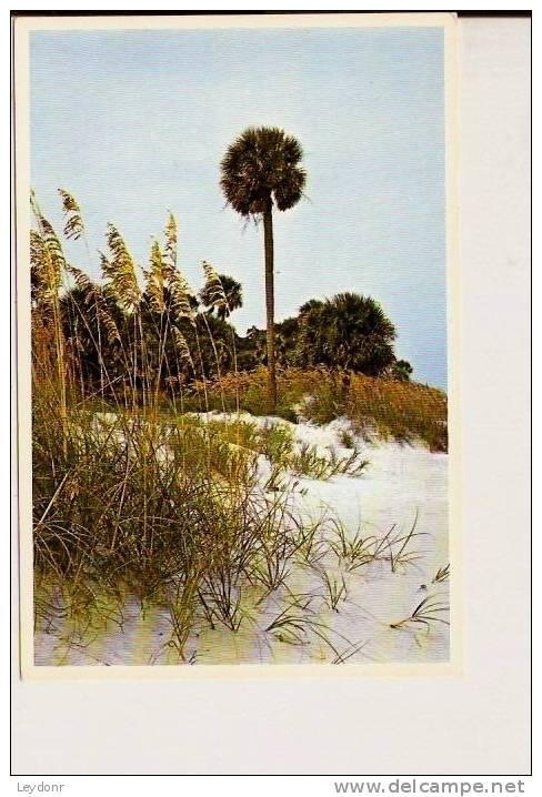 South Carolina's State Tree - Commonly Known As The Cabbage Palmetto - Autres & Non Classés