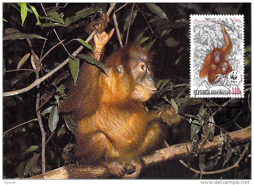 INDONESIE     WWF CARTE MAXIMUM NUM.YVERT  1176  PROTECTION DE LA NATURE SINGE ORANG OUTANG - Cartes-maximum