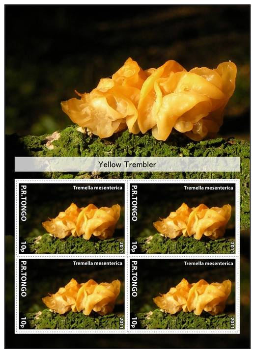 MUSHROOMS FUNGI MOLDS SOUVENIR SHEET MNH IMPERFORATED CINDERELA - Mushrooms