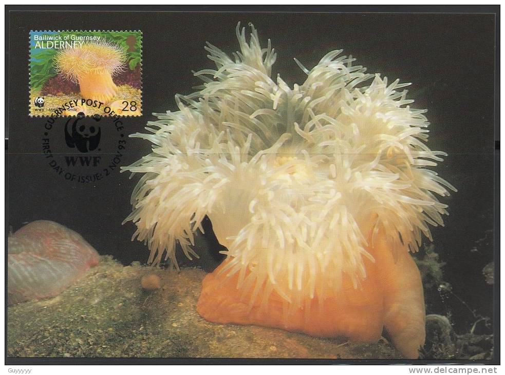 WWF - 1993 - Alderney - Anémone Plumeuse - FDC 1 Carte + 1 Lettre - Sonstige & Ohne Zuordnung