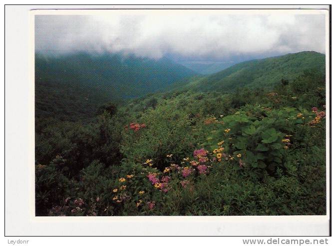 Blue Ridge Parkway - American Roadside