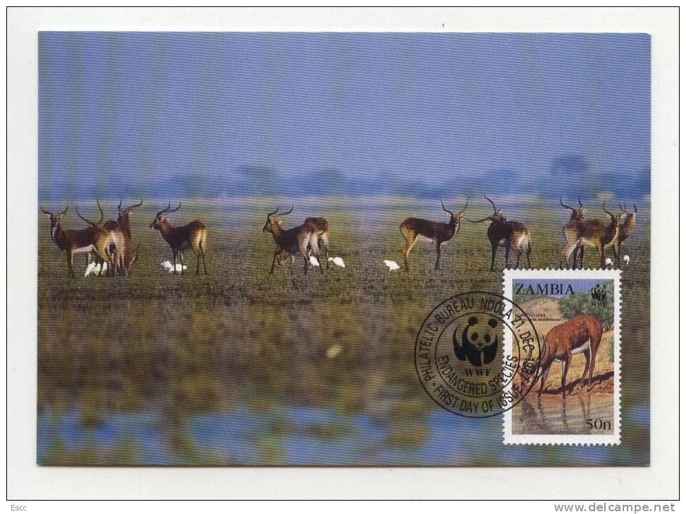 Maxi Cards MC  WWF Antilopes  1987  From Zambia - Other & Unclassified