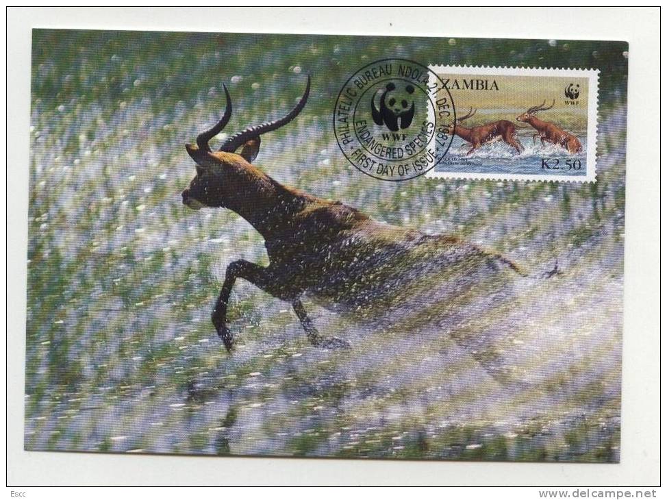 Maxi Cards MC  WWF Antilopes  1987  From Zambia - Other & Unclassified