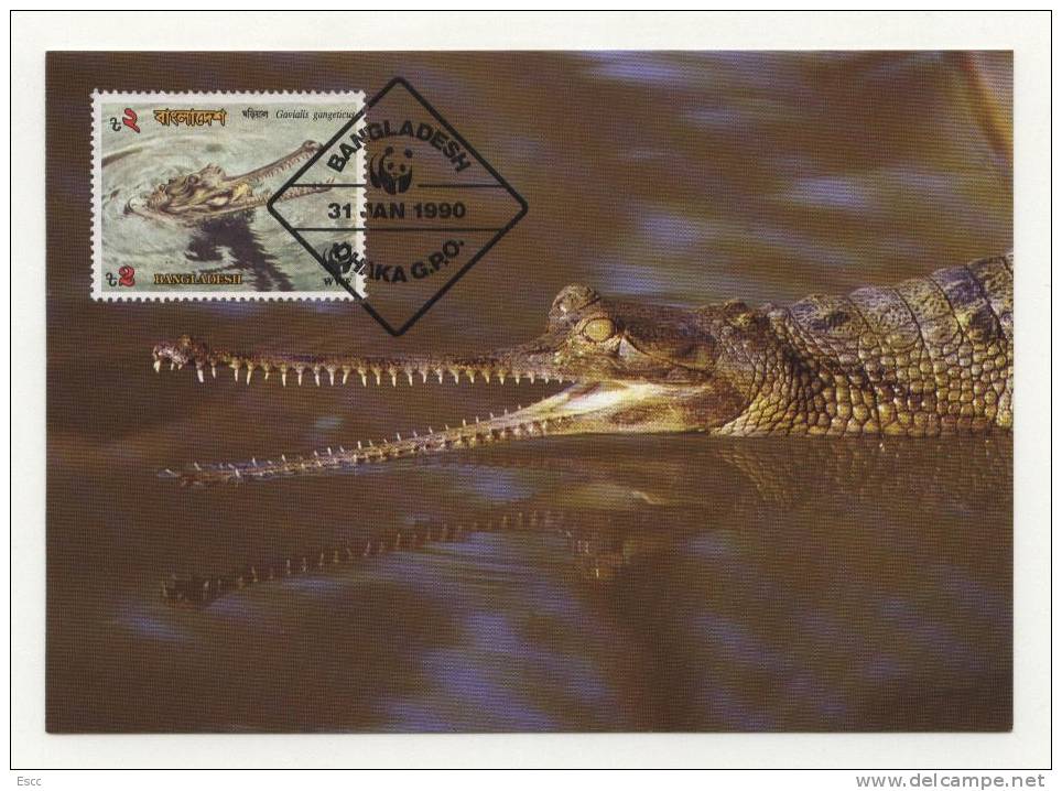 Maxi Cards MC  WWF Gharials  1990  From Bangladesh - Other & Unclassified