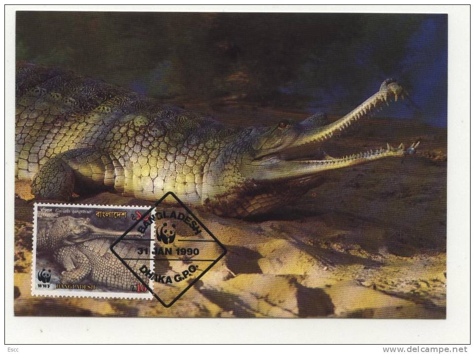 Maxi Cards MC  WWF Gharials  1990  From Bangladesh - Other & Unclassified