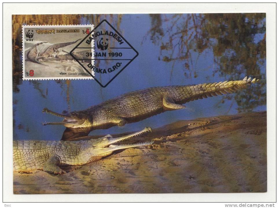Maxi Cards MC  WWF Gharials  1990  From Bangladesh - Other & Unclassified