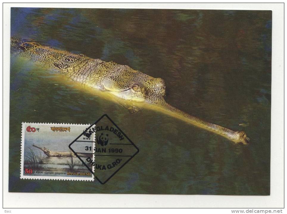 Maxi Cards MC  WWF Gharials  1990  From Bangladesh - Other & Unclassified