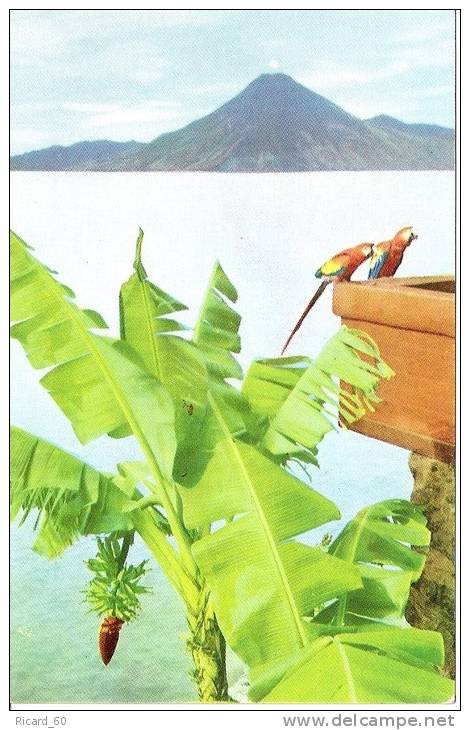 Carte Postale , Guatemala, Lake Atitlan, Perroquets, Ara, Volcan,bananier - Guatemala