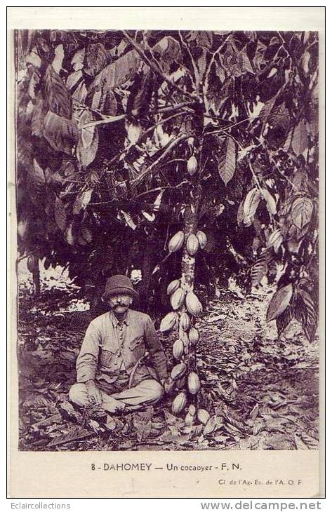 Dahomey..Chocolat  Cabosses..Un Cacaoyer - Cultivation