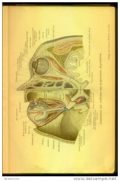 GERMAN old BOOK MEDICINE Lehrbuch und Atlas der Augenheilkunde