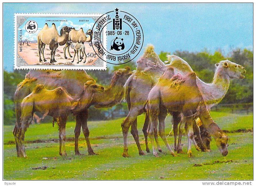 MONGOLIE     WWF CARTE MAXIMUM NUM.YVERT  1363    PROTECTION DE LA NATURE   CHAMEAU - Cartes-maximum