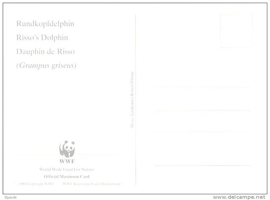 NIUE        WWF CARTE MAXIMUM NUM.YVERT  617   PROTECTION DE LA NATURE  FAUNE MARINE DAUPHIN - Maximum Cards